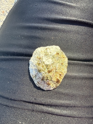 Mediterranean Limpet