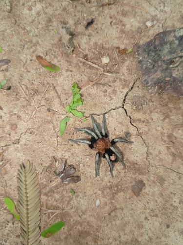 Cyriocosmus venezuelensis