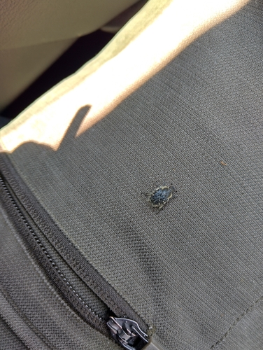 Apple Blossom Beetle