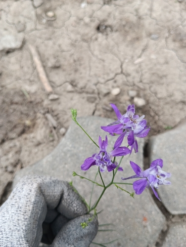 Forking Larkspur