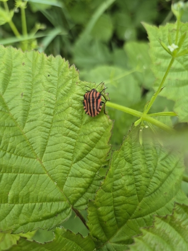Continental Striped Shield Bug