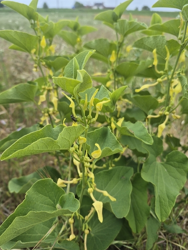 Birthwort