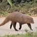 Indian Brown Mongoose - Photo (c) Craig Evans, all rights reserved, uploaded by Craig Evans