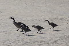Canada Goose