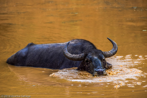 Domestic Water Buffalo
