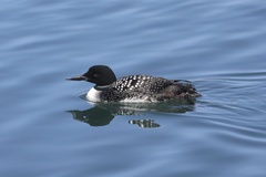 Common Loon