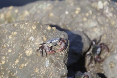 Striped Shore Crab