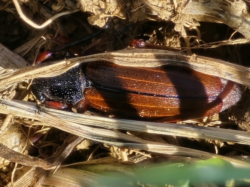 Dorcadion fulvum