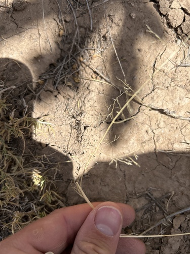 mesa dropseed