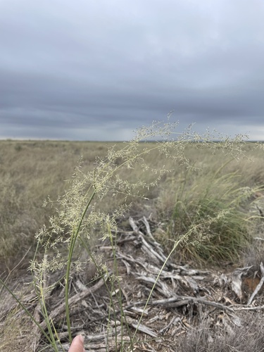 mesa dropseed