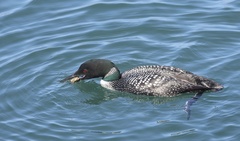 Common Loon