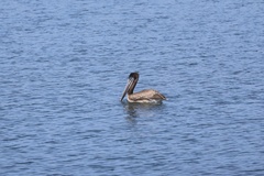 California Brown Pelican