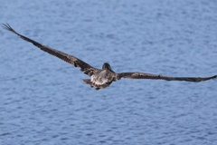 California Brown Pelican