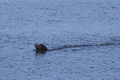 California Sea Lion
