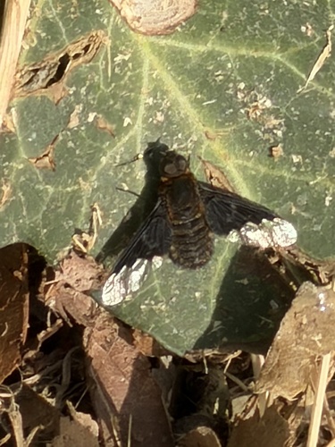 Black Banded Bee Fly