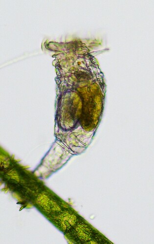 Philodina megalotrocha