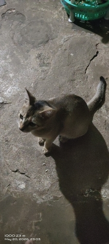 Domestic Cat