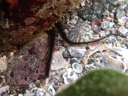Black Spiny Brittle Star (Ophiocoma aethiops)
