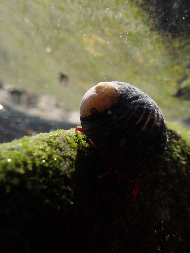 Red-leg Hermit Crab (Calcinus californiensis)