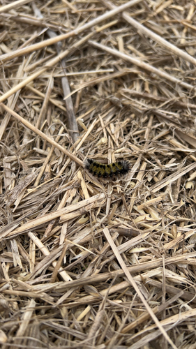 Virginia Ctenucha Moth