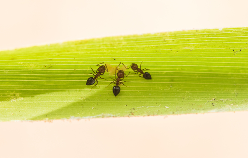 iNaturalist observation photo of Acrobat Ants and Cocktail Ants