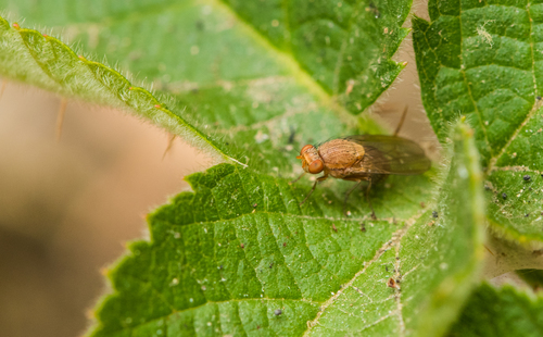 iNaturalist observation photo of Acalyptrate Flies