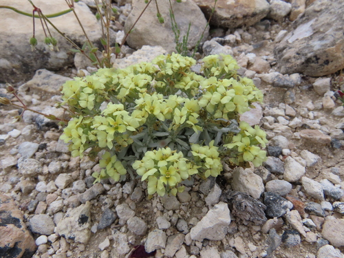 Alyssum niveum