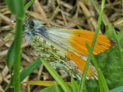 orange-tip