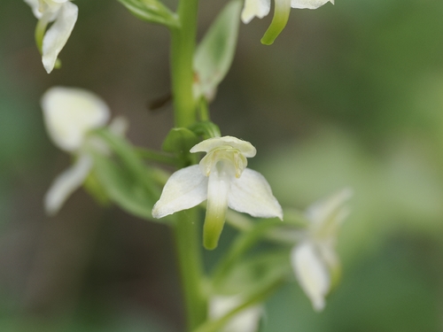 Greater butterfly-orchid