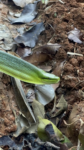 Red-tailed Green Ratsnake