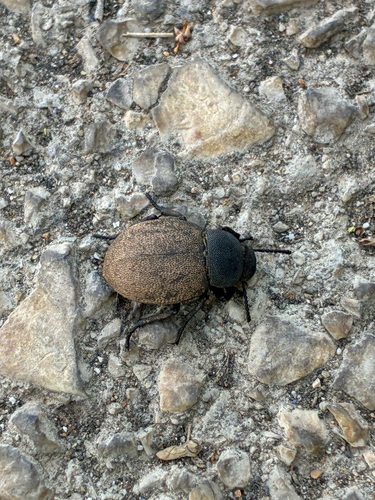 Phymatiotris quadricollis