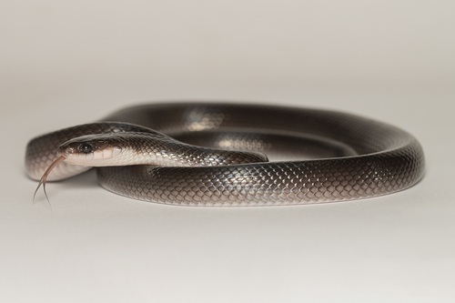 Boiruna sertaneja