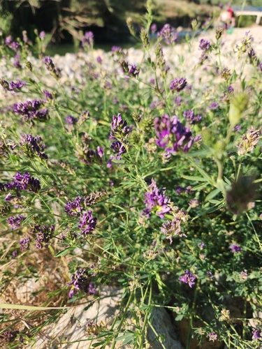 Alfalfa