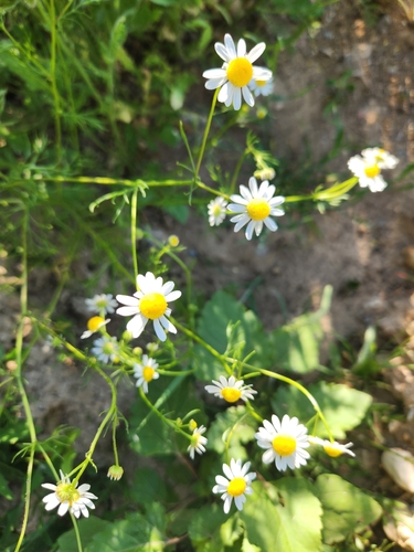 German Chamomile