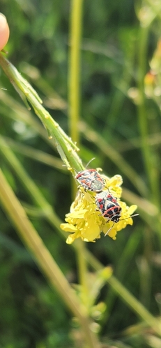 red cabbage bug