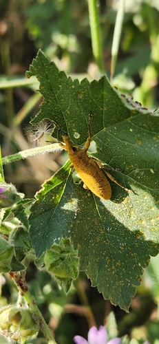Elongated Bean Weevil