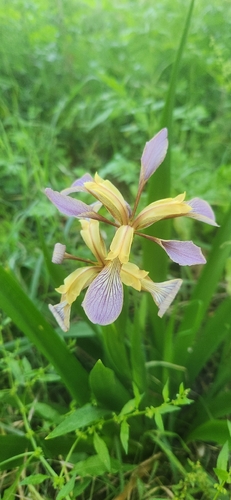 Stinking iris