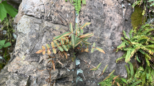 purple-stem cliffbrake