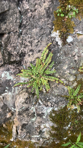 maidenhair spleenwort