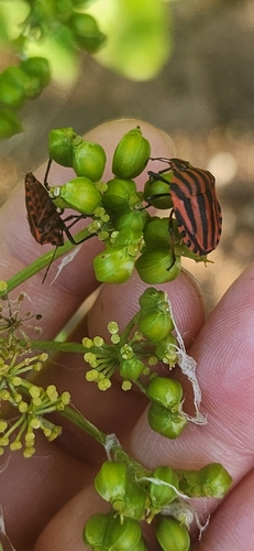 Continental Striped Shield Bug
