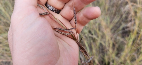 thatching grass