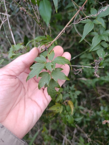 Clematis campestris