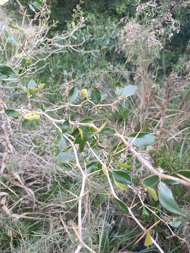 Berberis laurina