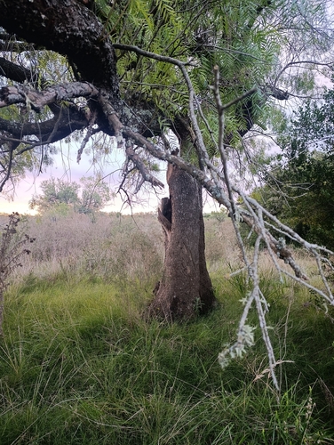 Peruvian Pepper Tree