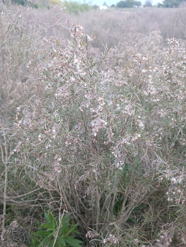Acanthostyles buniifolius