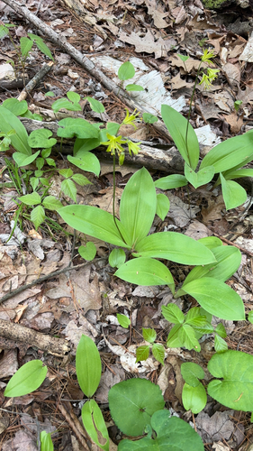 bluebead lily