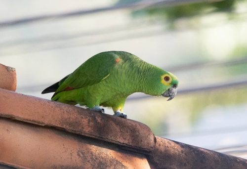 Turquoise-fronted Amazon