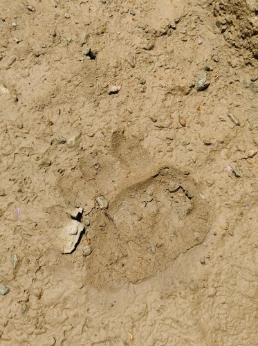 Brown Bear