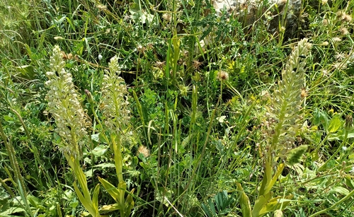 Lizard Orchid