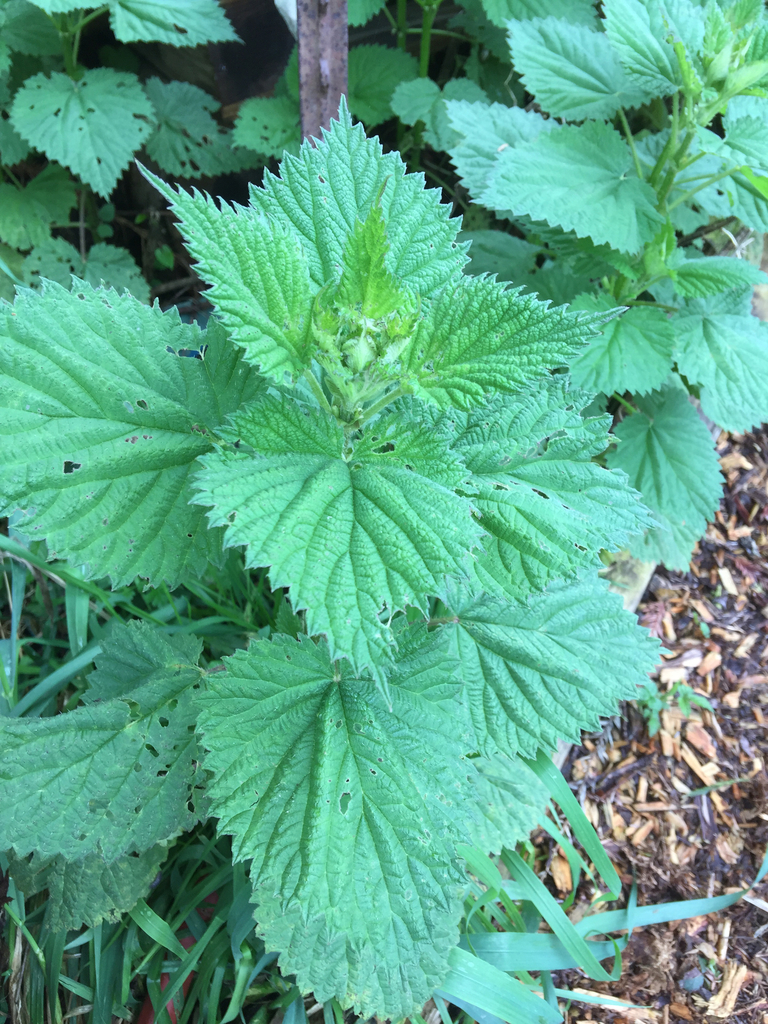 great stinging nettle from Redwood Acres Fairgrounds, Eureka, CA, US on ...